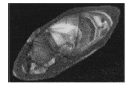 http://oloommagazine.com/images/Articles/21/SCI2005b21N12_H03_00135.gif