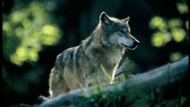 http://oloommagazine.com/images/Articles/21/SCI2005b21N3-4_H05_003954.jpg
