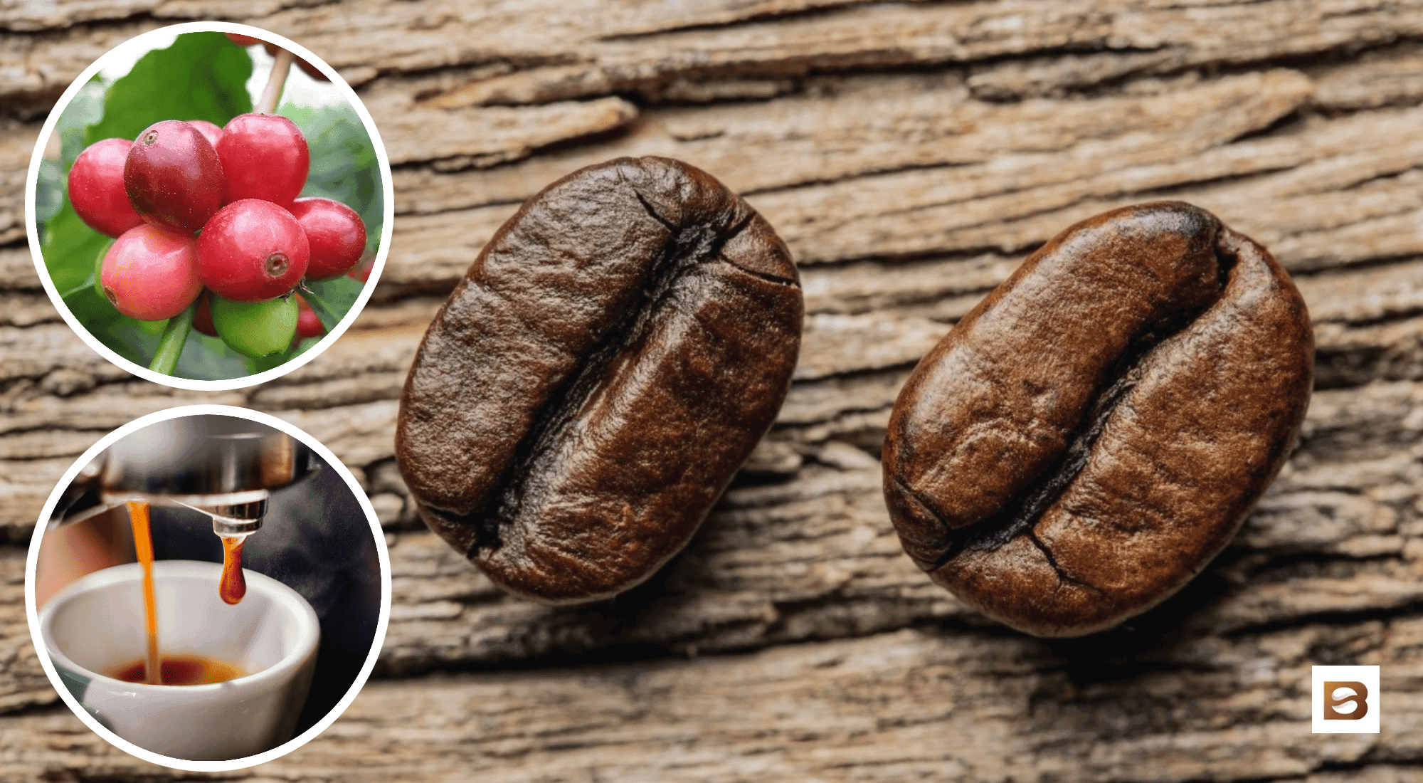 arabica vs robusta coffee