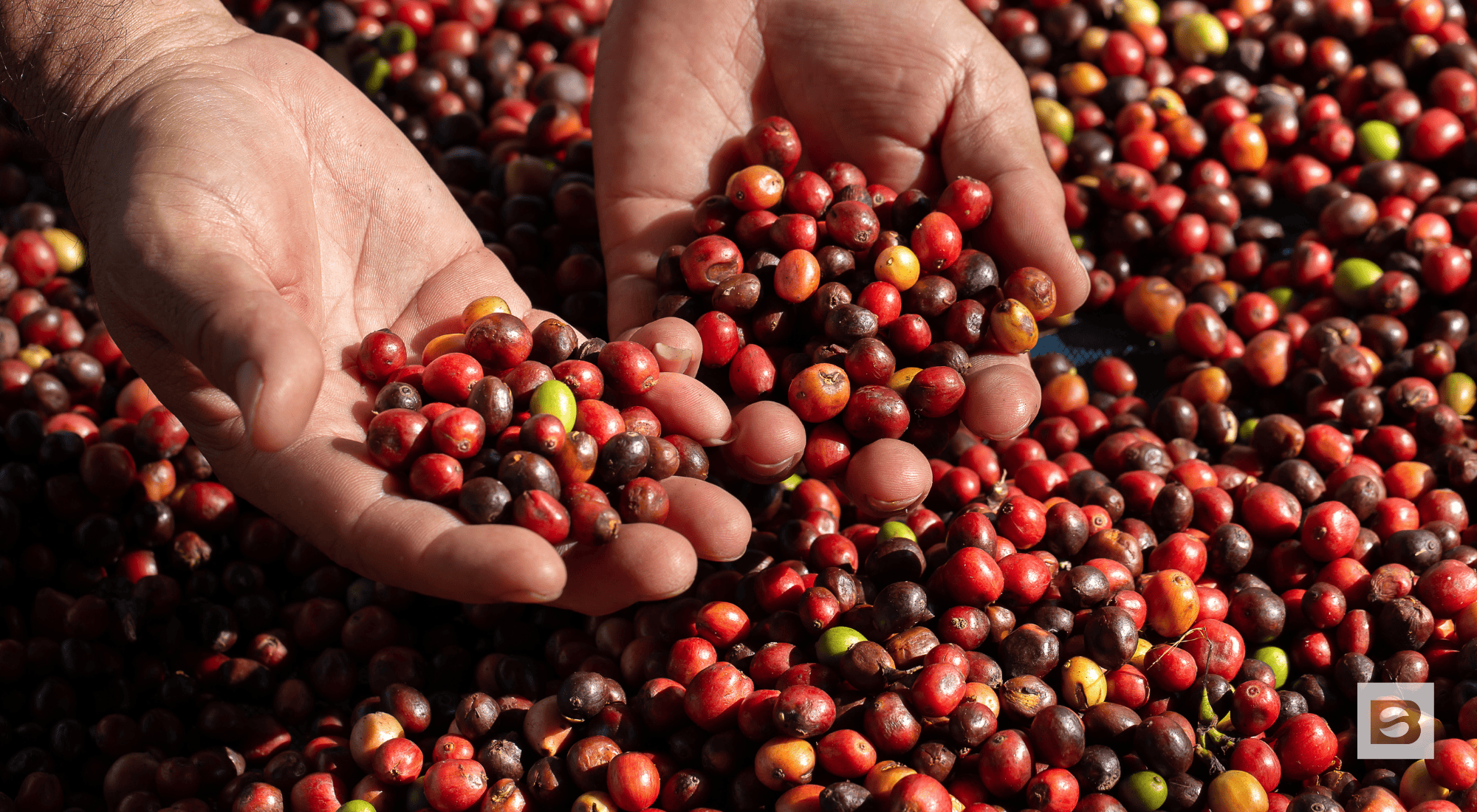 Best Organic Coffee