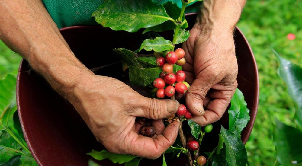 Colombian Coffee The Essential Beginners Guide