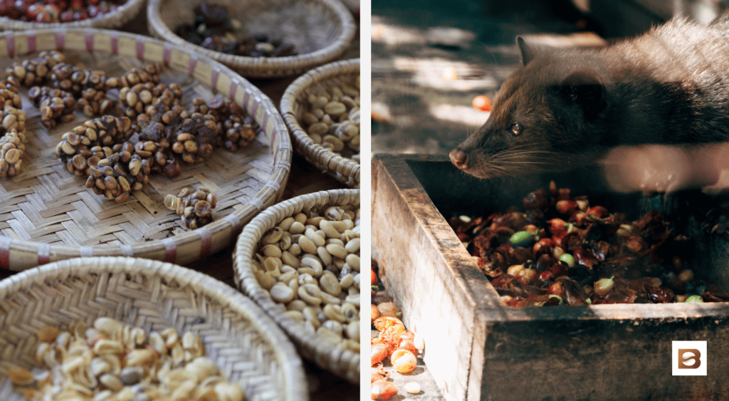what is kopi luwak coffee