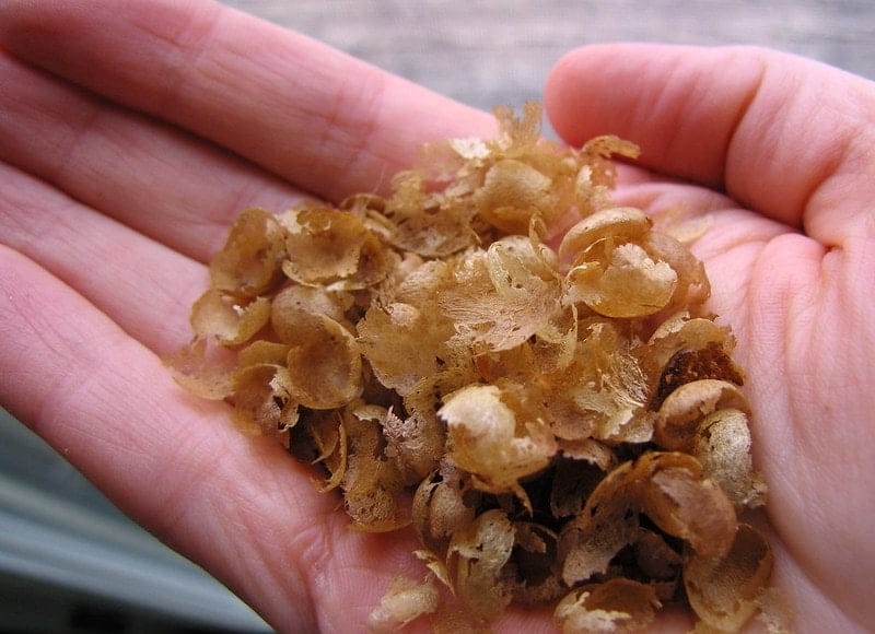 coffee roasting chaff