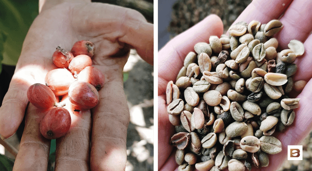 liberica coffee beans