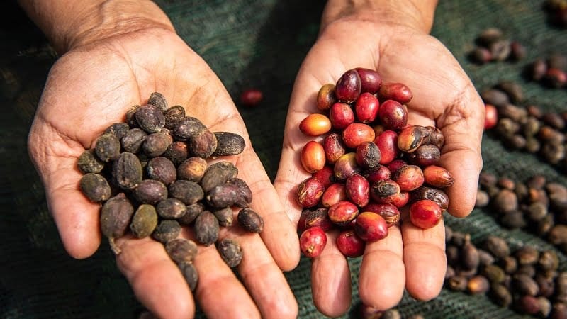 Kosher Coffee Production