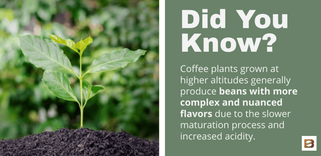Did You Know: coffee plant growing at home fact
