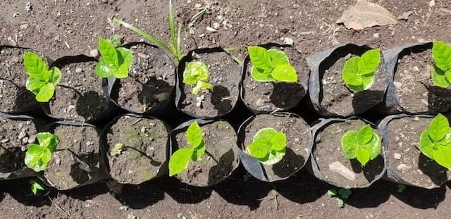 can you grow coffee at home
