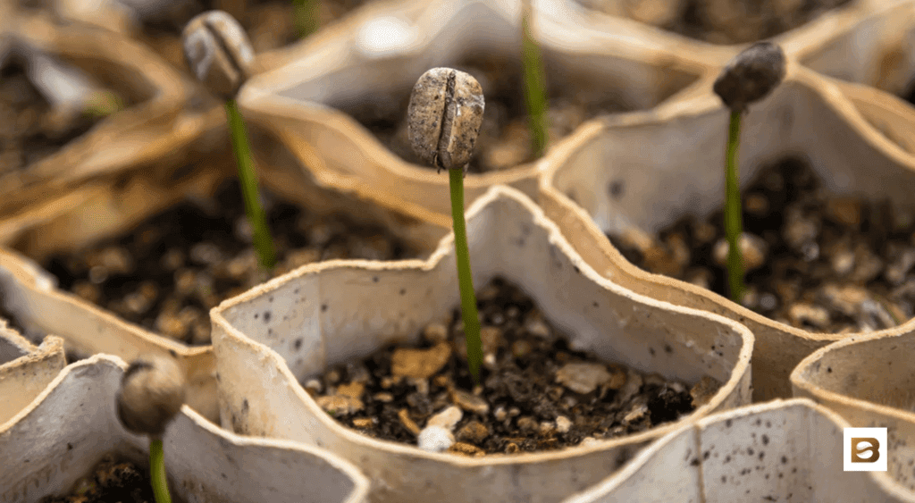 can you grow your own coffee?