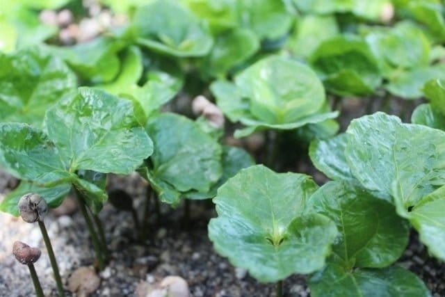 how long does coffee take to grow