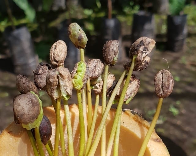 how to grow your own coffee beans
