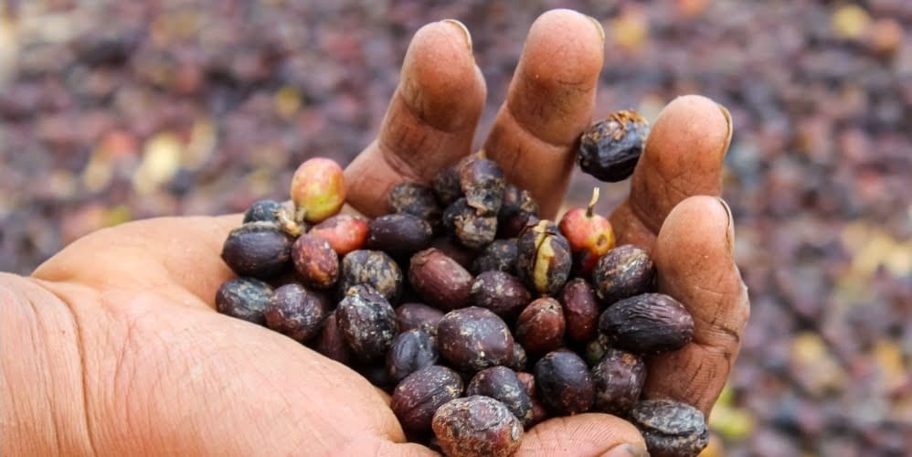 natural or dry coffee process