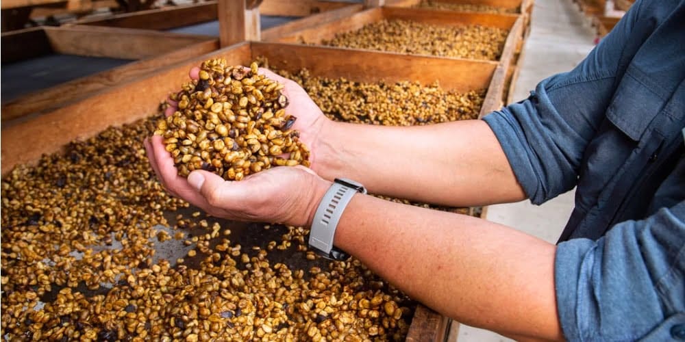 black honey or honey processed method