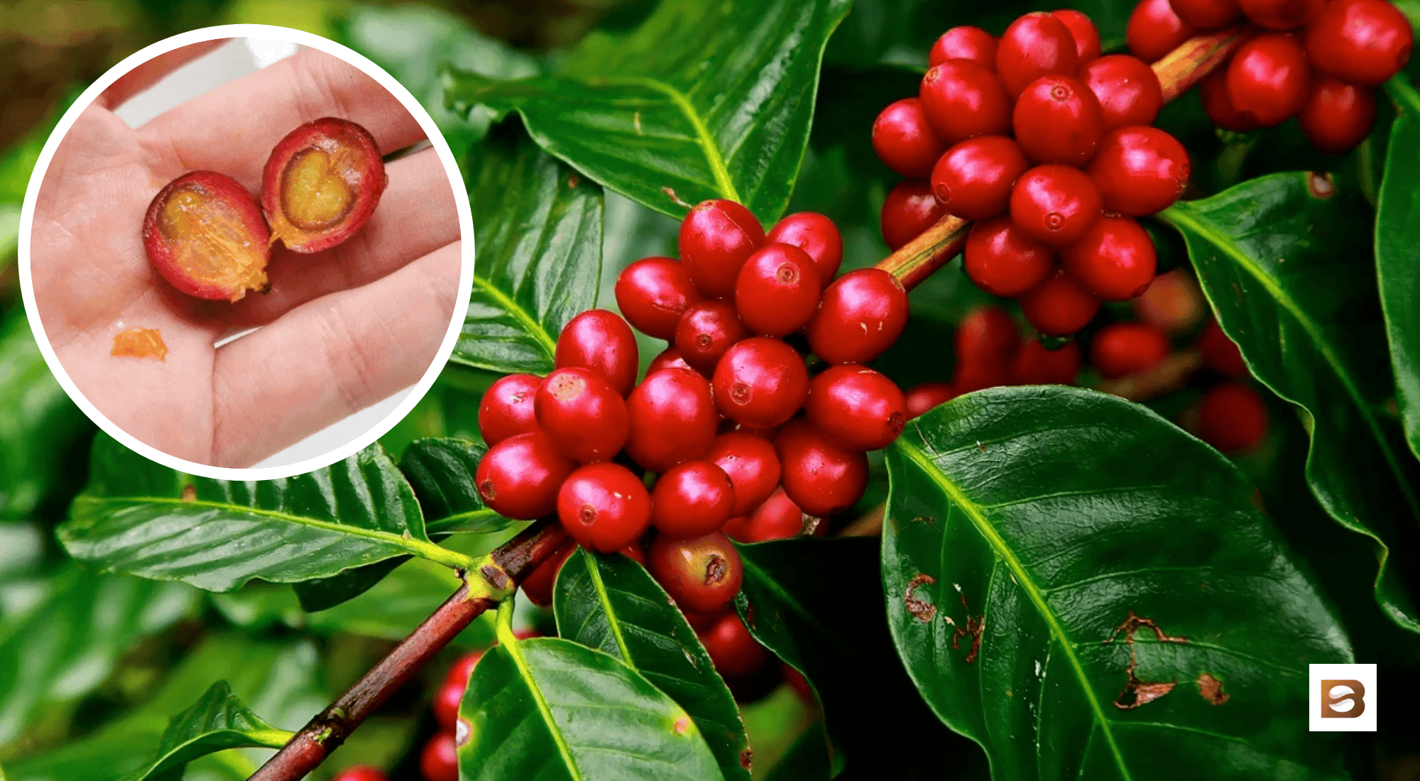 everything you need to know about the coffee cherry