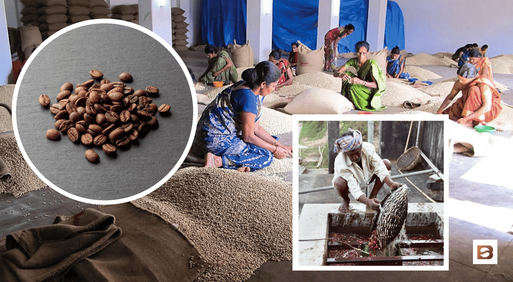 What Is Monsoon Coffee?