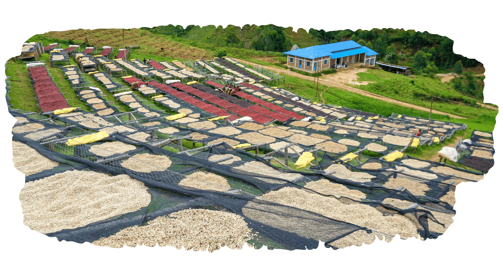burundi coffee Kayanza Region conditions for growing coffee