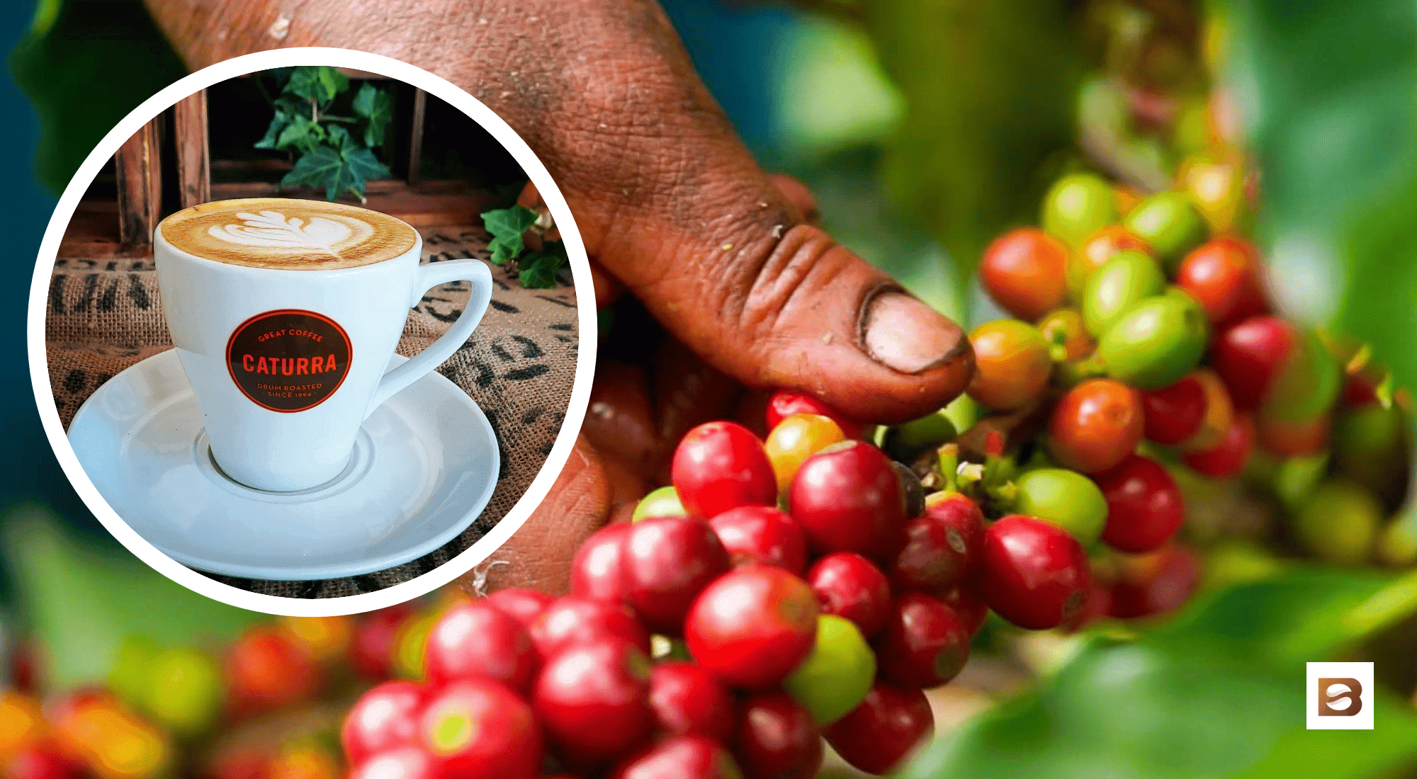 caturra coffee