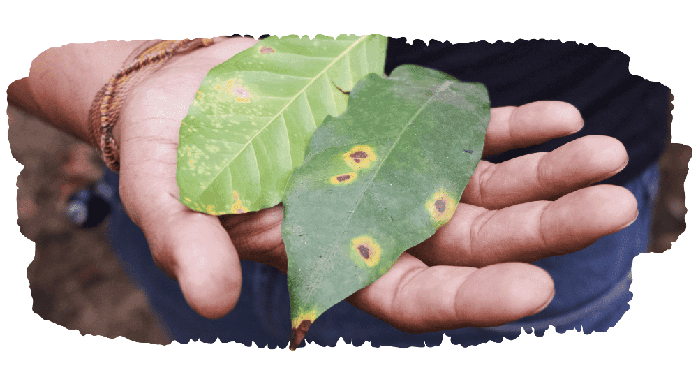caturra is a natural mutation that is resistant against leaf rust