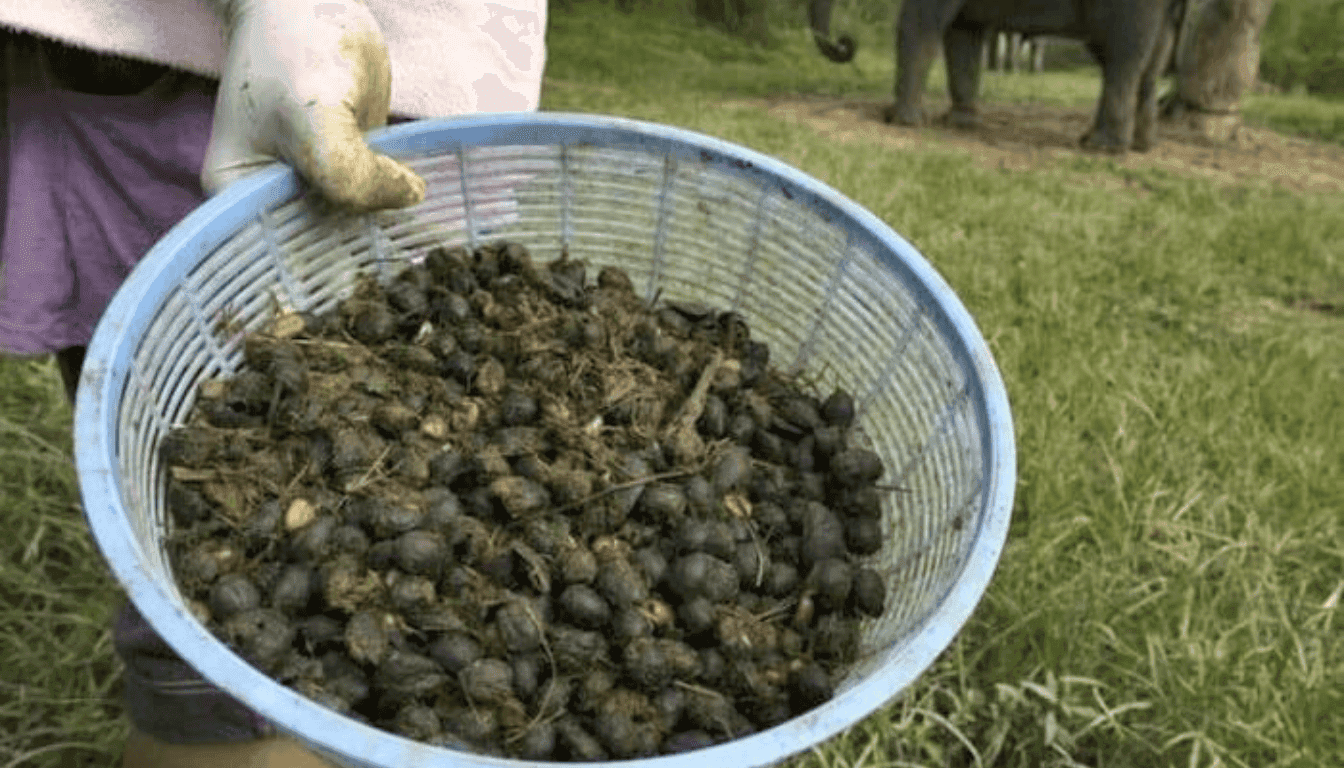 Black Ivory Coffee is made using Thai elephants