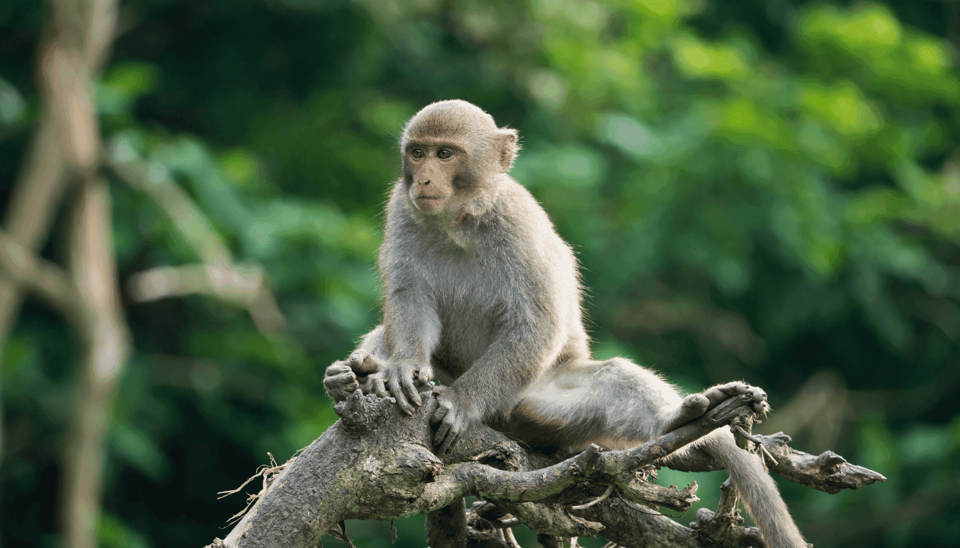 Formosan rock macaque india and taiwan