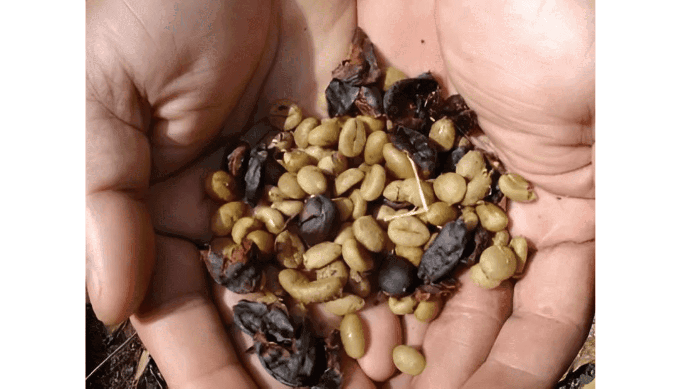 civet cat coffee