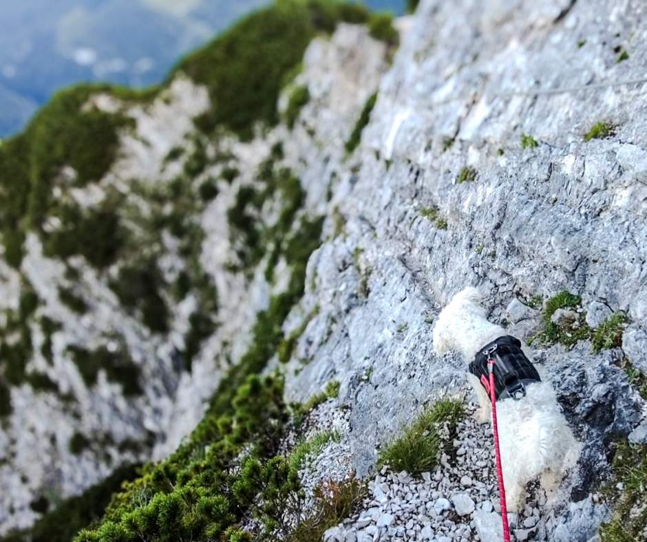 Trittsicherheit bei Hunden