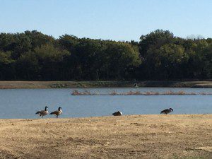 MJ Lee island geese