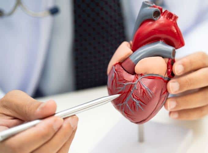 Cardiovascular disease CVD, Asian doctor holding human anatomy model for learn and treat heart disease.