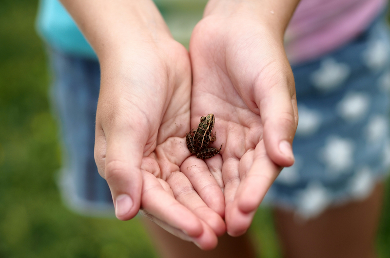 Kinderhände mit kleinem Frosch