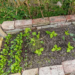 10 Easiest Vegetables to Grow for Beginners (Even If You Have Zero Experience)