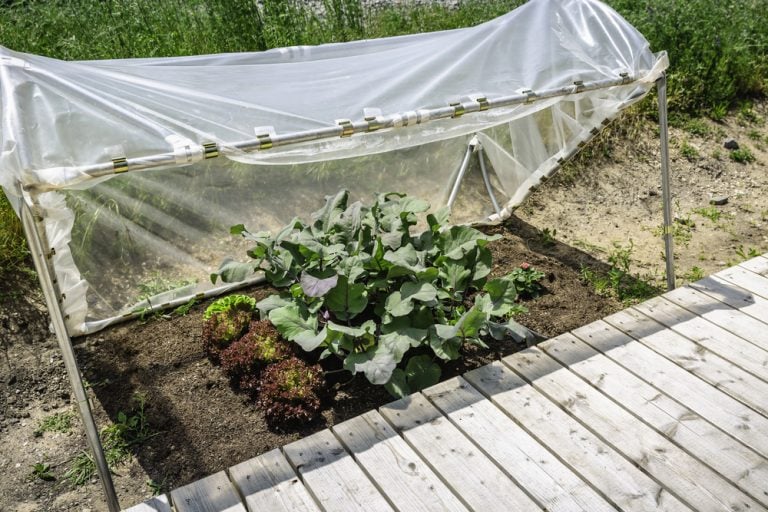 7 Hidden Microclimates That Explain Why One Side of Your Yard Grows Better