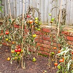 17 Beginner Gardening Mistakes That Secretly Ruin Plants (And How to Avoid Every One)