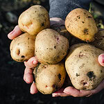 7 Smart Ways To Start Small In Home Gardening And Harvest More With Less