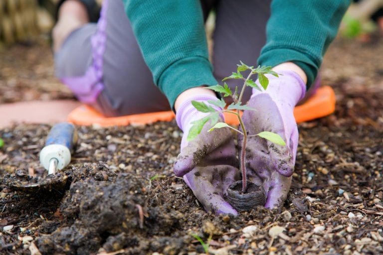 woman planting seedling onto ground