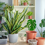 10 Simple Ways to Start Indoor Gardening Without a Yard