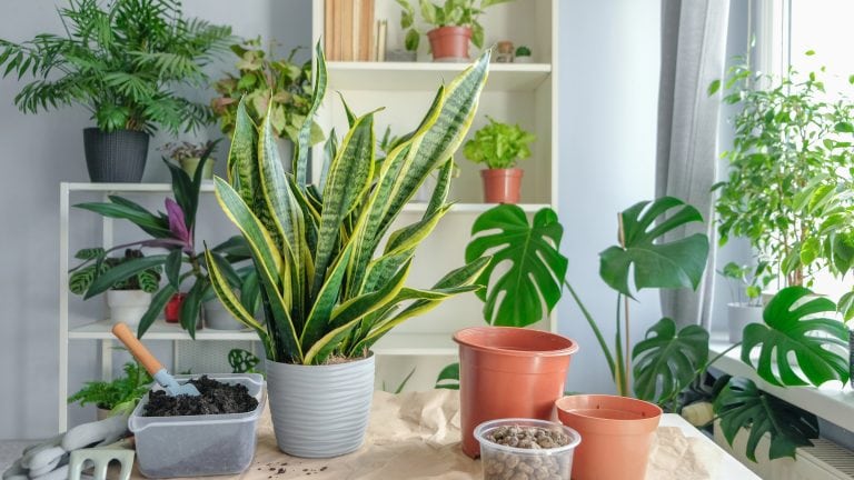 10 Simple Ways to Start Indoor Gardening Without a Yard