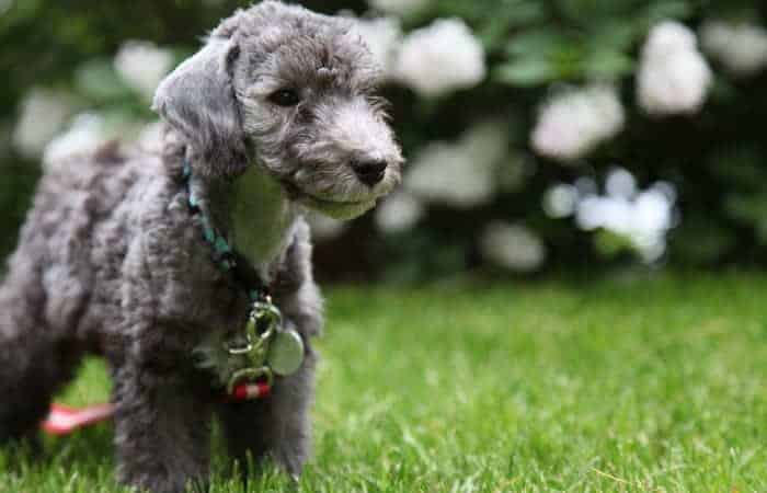 Bedlington-Terrier