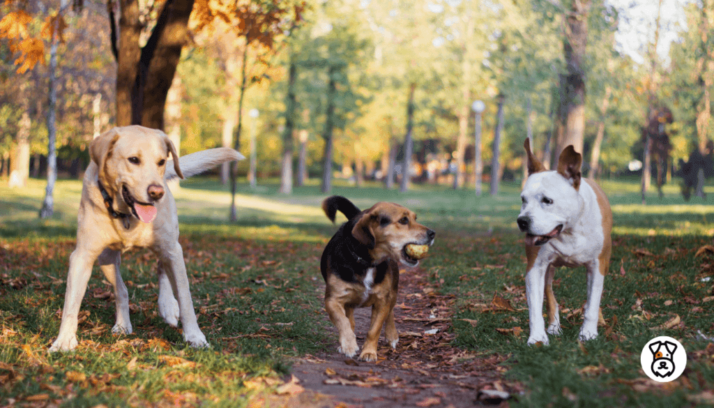 Best Dogs for Beginners 2