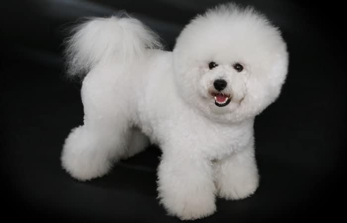 Bichon-Frise
