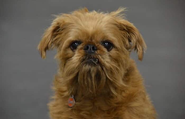 Brussels-Griffon