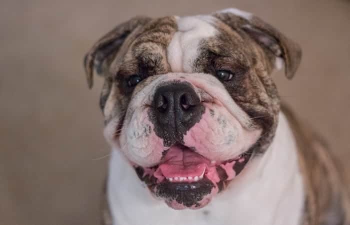 Bulldog