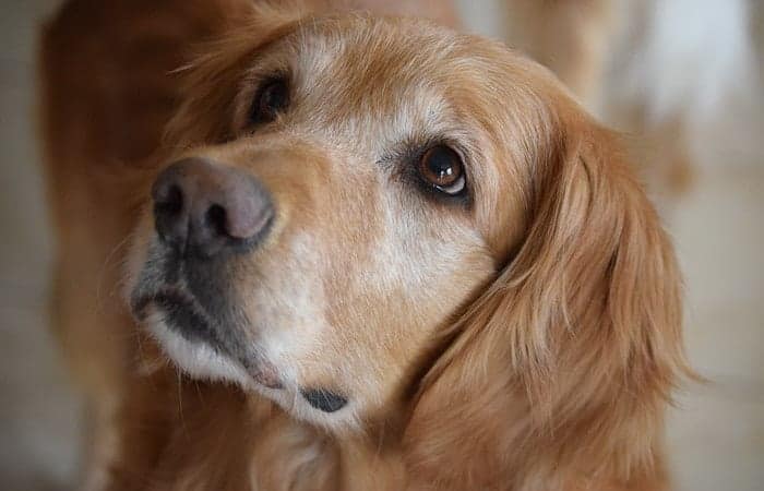 Golden-Retriever