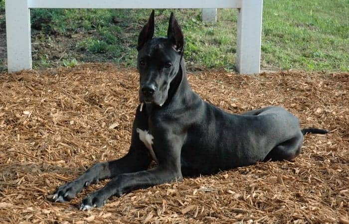 Great-Dane