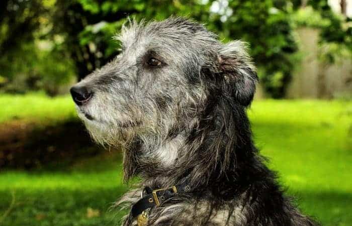 Irish-Wolfhound