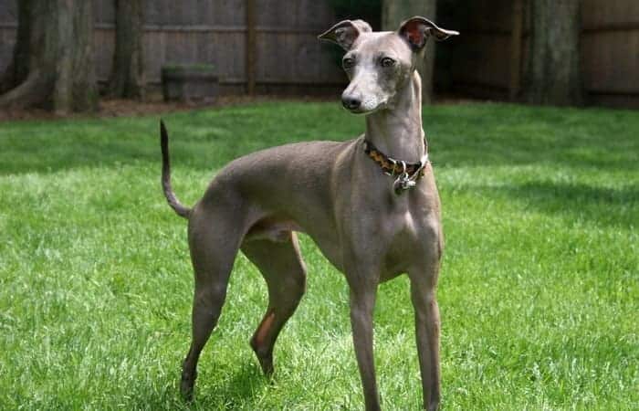 Italian-Greyhound