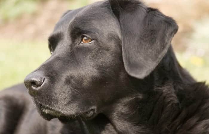 Labrador-Retriever