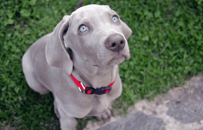 Grey lab