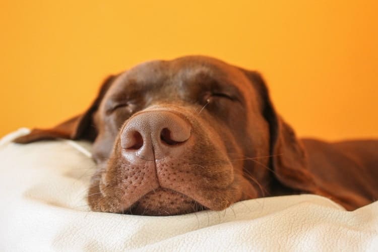 sleeping lab