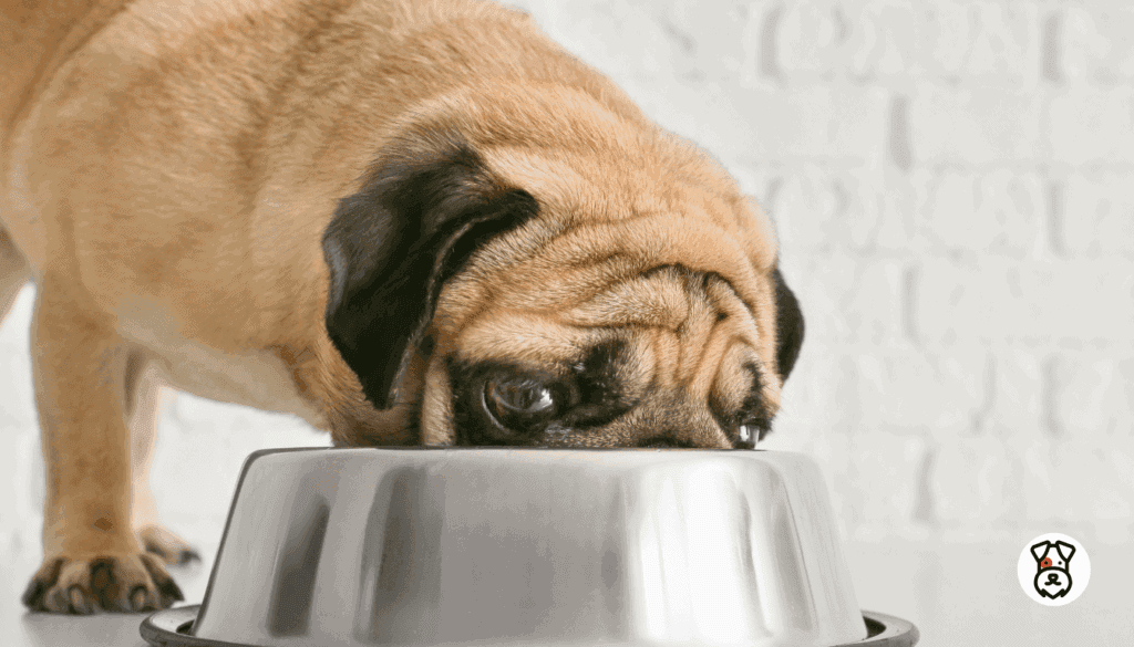 Best Dog Food For Pugs 2