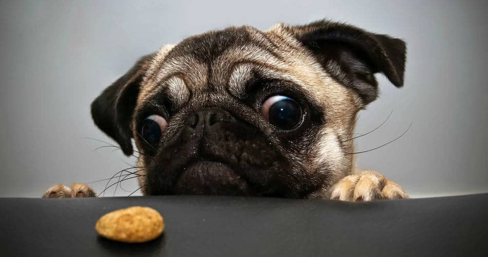 puppy pug looking at food