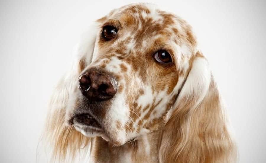 Dog suffering from a headache 